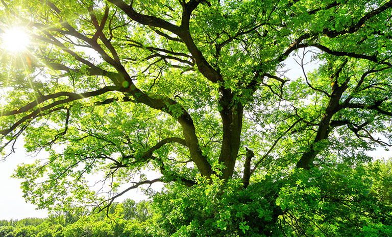 Photograph, taken from below, of to top of a tree with branches and green leaves. The sun behind the tree and shining through the leaves